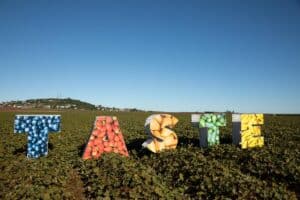 Taste Bundaberg Festival