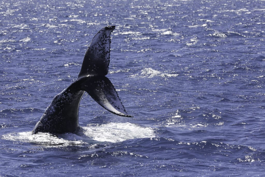 Lady Musgrave Experience’s whale watching began this week with a splash, as guests on were treated to an unforgettable display.