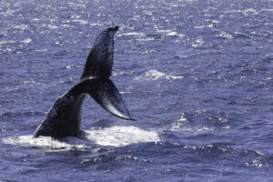 Lady Musgrave Experience’s whale watching began this week with a splash, as guests on were treated to an unforgettable display.