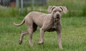 Kasey Red Collar Rescue