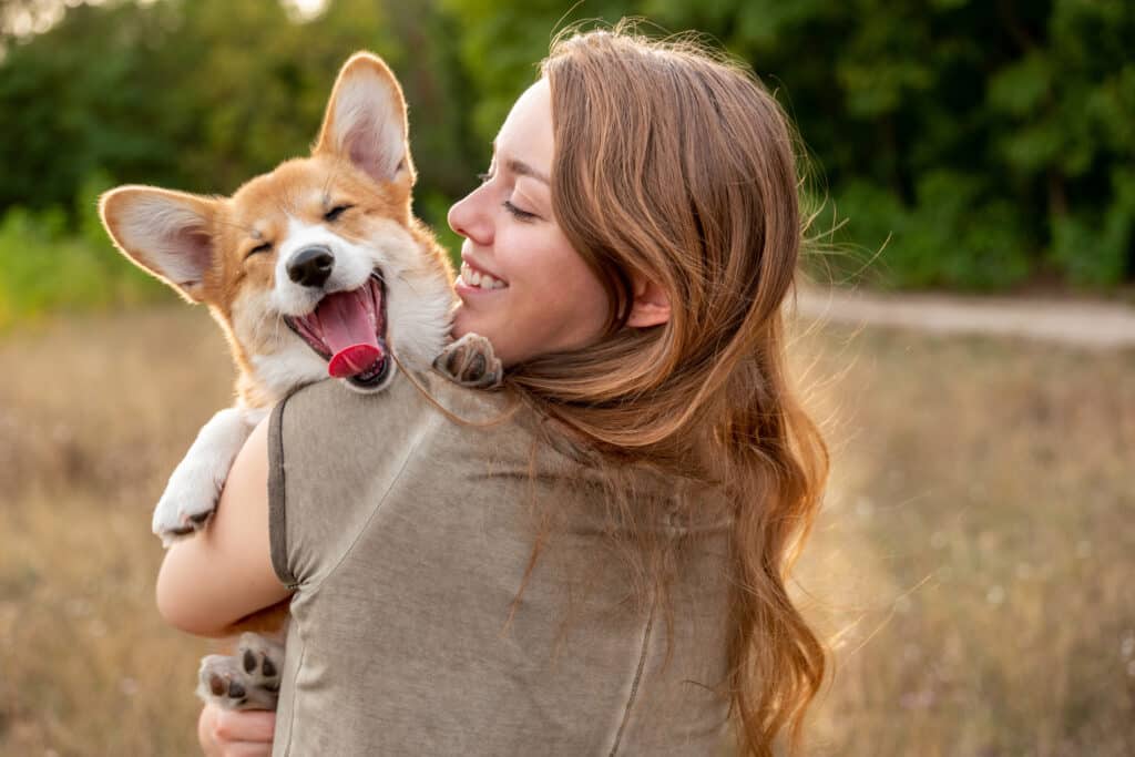 Dog Registration Renewals Out Soon Bundaberg Now Dog Registration Renewals Out Soon Bundaberg Now