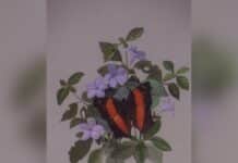gallery artwork collection