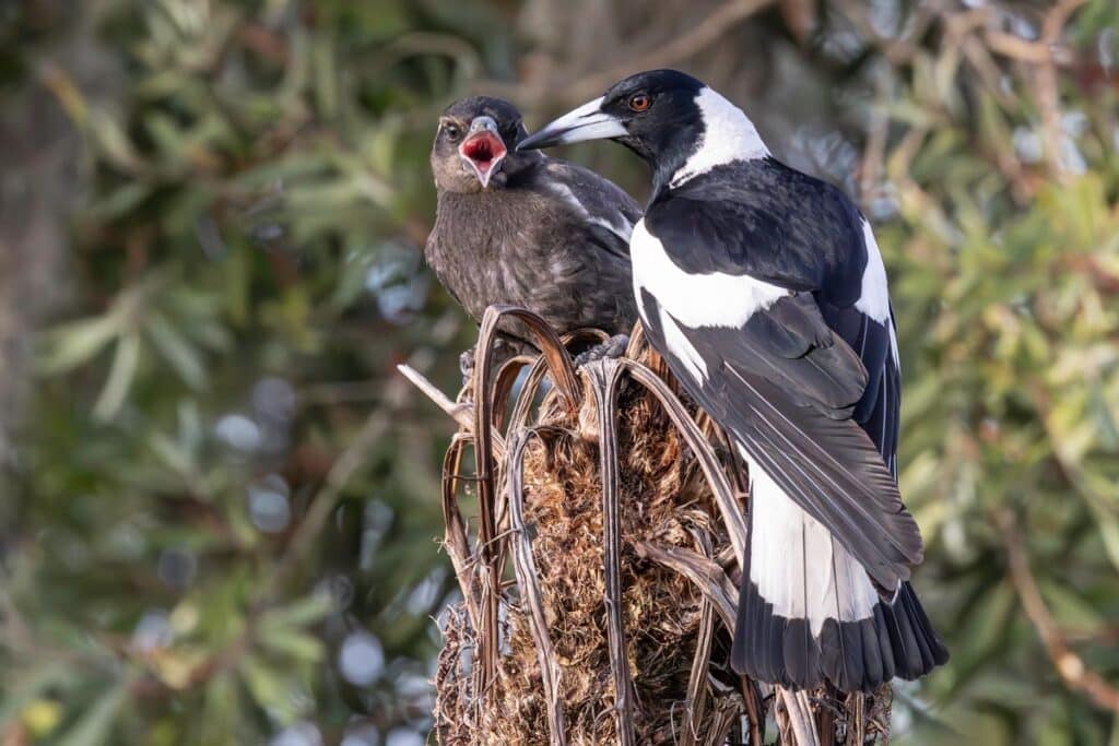 nesting birds magpie