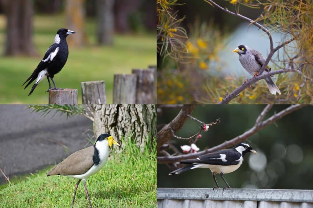 swooping birds
