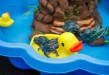 Unusual visitors make a splash at Alexandra Park Zoo