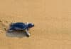 Cut the glow for turtle season