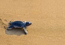 Cut the glow for turtle season