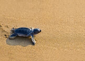 Cut the glow for turtle season