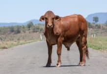 livestock control service