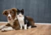 A multi-colored dog and cat sit together on the floor in a studio as they pose for a portrait. They are nudged in close to one another and both looking straight into the camera.