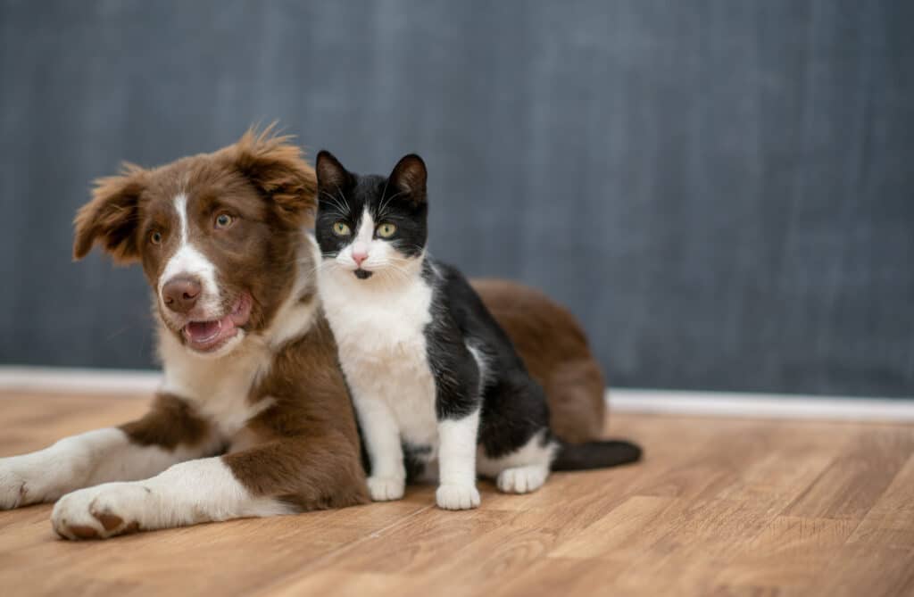 A multi-colored dog and cat sit together on the floor in a studio as they pose for a portrait.  They are nudged in close to one another and both looking straight into the camera.