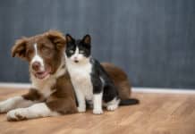 A multi-colored dog and cat sit together on the floor in a studio as they pose for a portrait. They are nudged in close to one another and both looking straight into the camera.