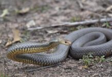 Warm weather brings snake activity Snake