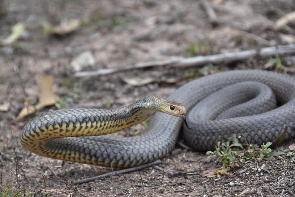 Snake