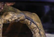Alexandra Park Zoo - Freckled Monitor hatchlings