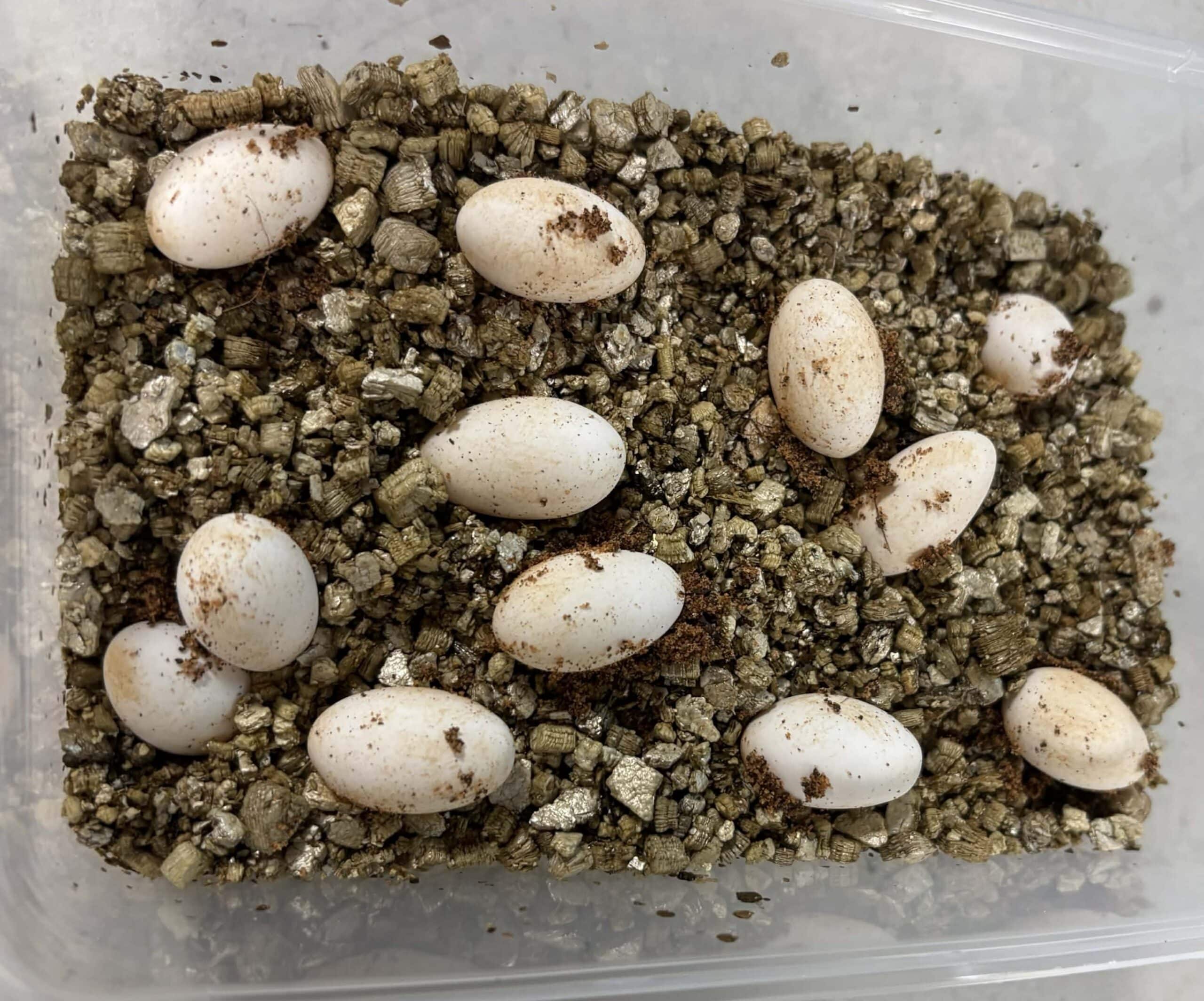 The first clutch of 12 eggs.