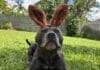 Dog wearing bunny ears for Easter