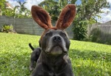 Dog wearing bunny ears for Easter