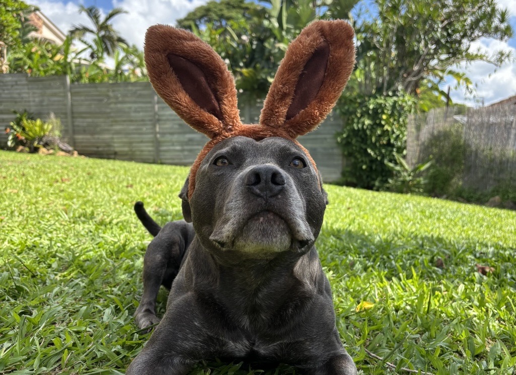 Dog wearing bunny ears for Easter