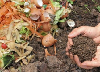 Food scraps