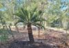 Ancient tree species finds new home at gardens