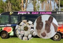 Seniors RADF bus trip