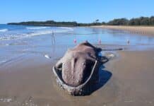 Public asked to keep clear during whale response