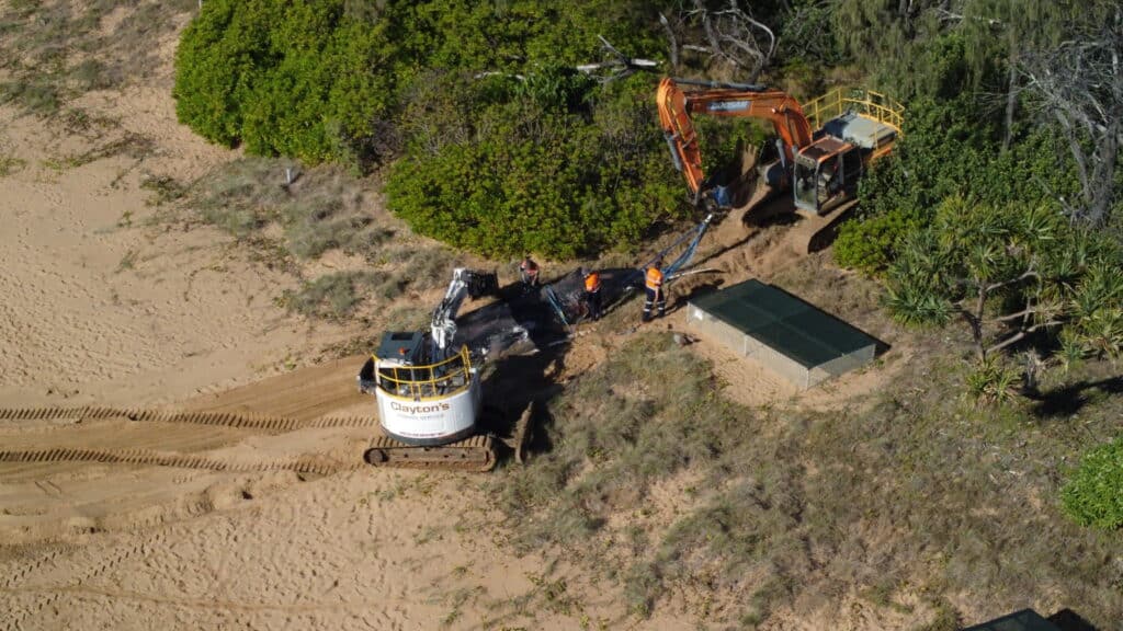 Deceased Humpback Whale being removed from Mon Repos Beach.