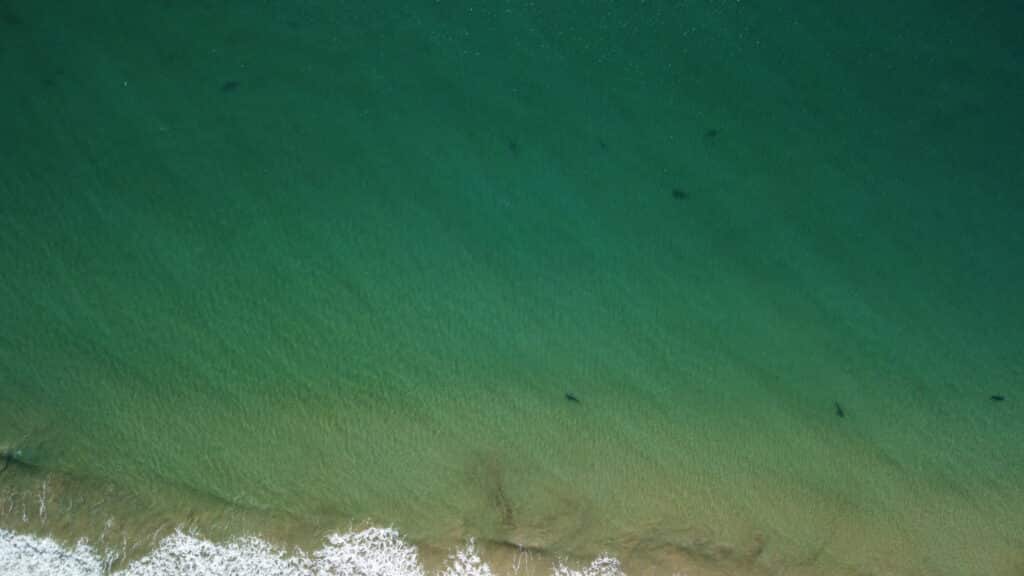 Sharks at Mon Repos