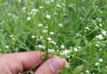 Invasive weed spotted along Burnett River