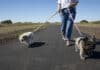 Annual dog registration renewals out soon Burnett Heads pathway with dogs walking