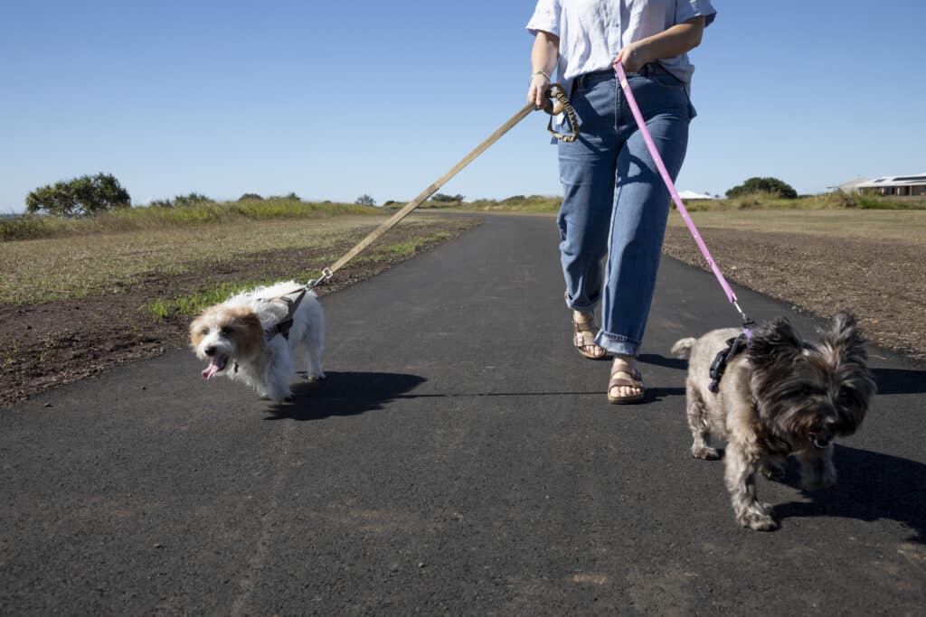 Burnett Heads pathway with dogs walking