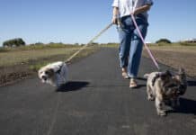 Burnett Heads pathway with dogs walking