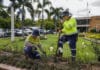 Buss Park rose gardens set to bloom