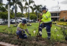 Buss Park rose gardens set to bloom