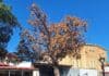 Tree renewal to support the future of BRAG Park