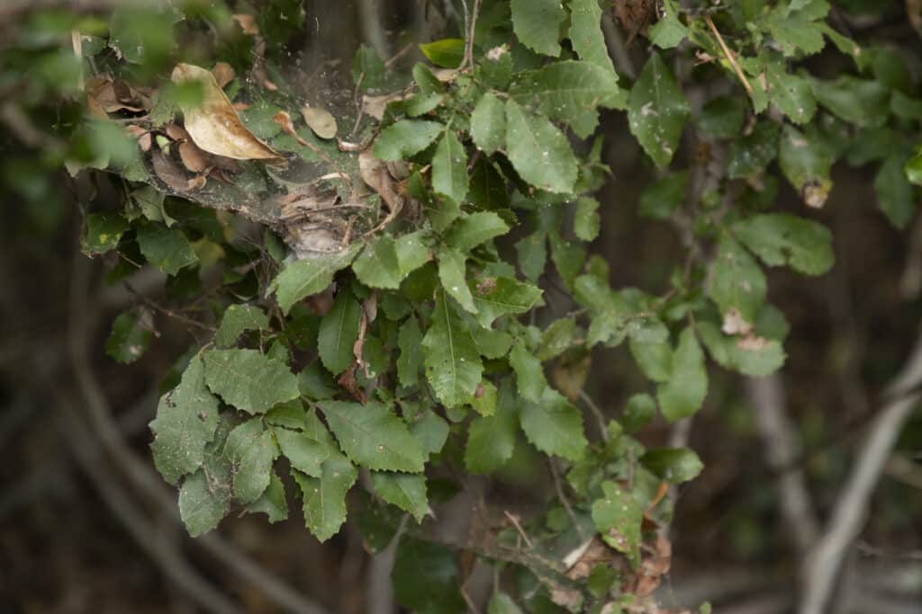 Wedge-leaved Tuckeroo tree at the area known as Gympie Estate.