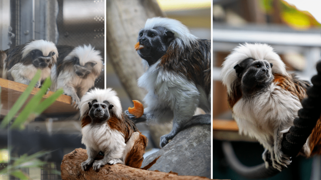 Turbo (female, turning 16 in October) and Philippe (male, 7) at the Alexandra Park Zoo.