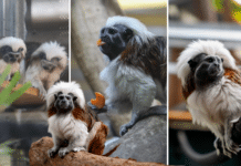 Two tiny monkeys, one big international celebration Turbo (female, turning 16 in October) and Philippe (male, 7) at the Alexandra Park Zoo.