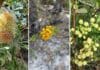 Discover beauty on wildflower walk