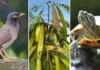 Protecting our patch for National Biosecurity Week