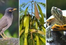 Protecting our patch for National Biosecurity Week