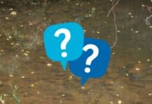 A secretive local resident makes a splash