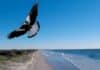 Swooping birds