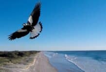 Swooping bird hotspots emerge across the Bundaberg Region Swooping birds