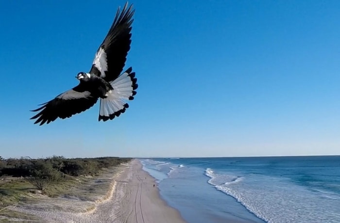 Swooping birds
