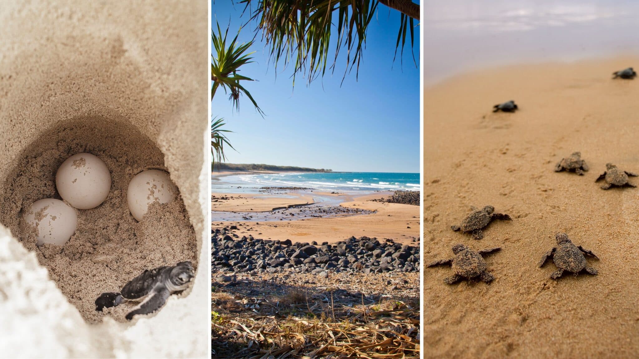 Health Through Technology Council backs turtle conservation through symposium – Bundaberg Now
