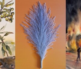 Bundaberg Regional art gallery new exhibition harvest and heritage